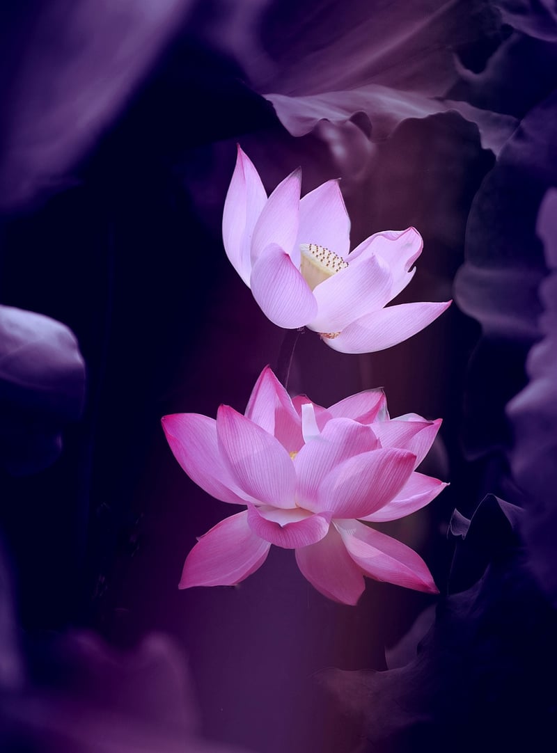 Meditative Flowers